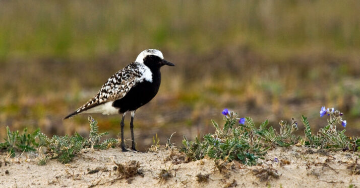 A Feathered Murder Mystery at 10,000 Feet