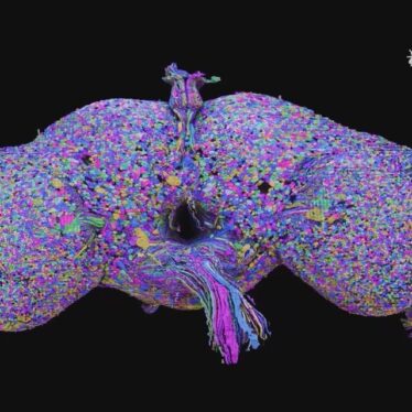 After a Decade, Scientists Unveil Fly Brain in Stunning Detail