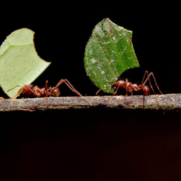 Ants learned to farm fungi during a mass extinction