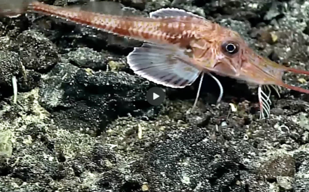 Bizarre fish has sensory “legs” it uses for walking and tasting