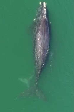 Can 70 Moms Save the Endangered North Atlantic Right Whale?