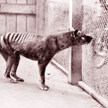 De-extinction company provides a progress report on thylacine efforts