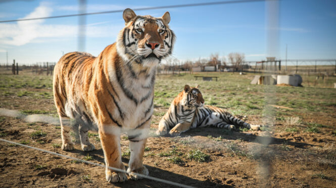 DNA Reveals the Origin Stories of America’s Captive Tigers