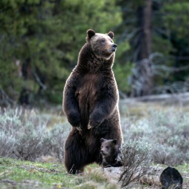 Grizzly Bear 399 Is Killed by Driver in Wyoming