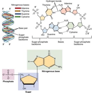 How can you write data to DNA without changing the base sequence?