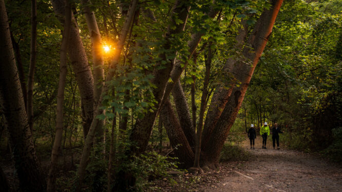 In Toronto, Exploring a Wilderness in the Heart of the City