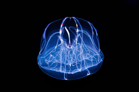 Injured comb jellies can fuse into a single organism