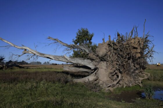 One-Third of World’s Trees Face Extinction Risk, Report at COP16 Says