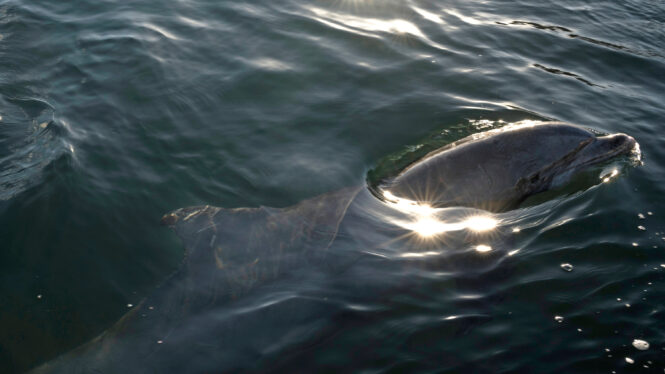 Plastics Are Turning Up in Dolphin Breath