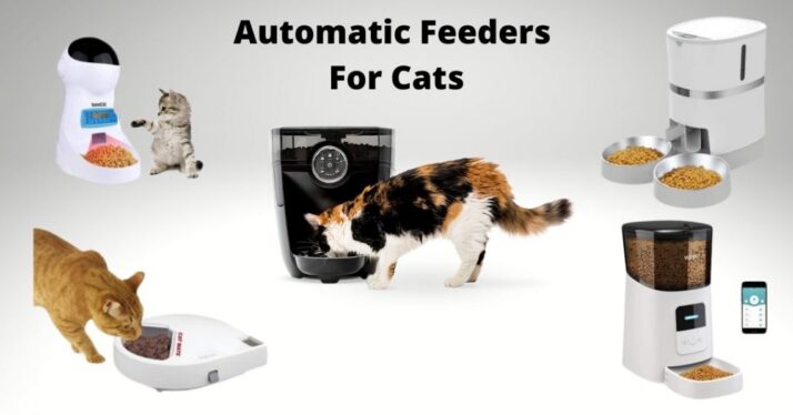 These 5 Automatic Cat Feeders Were the Best We Tested