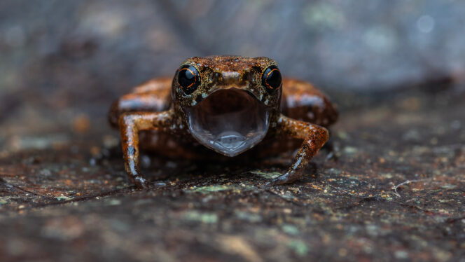 This Toad Is So Tiny That They Call It a Flea