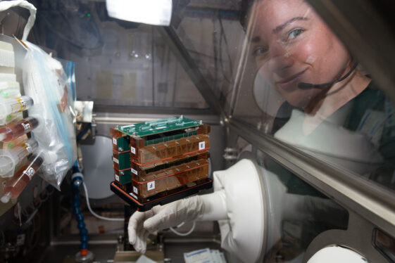 Tissue Chips Accurately Model Organs in Space