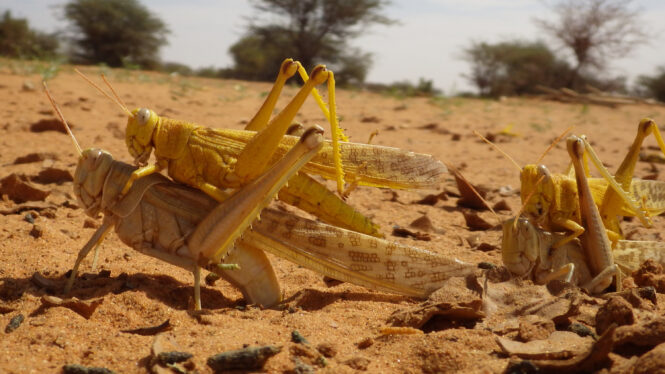 You Can Stand Under My Umbrella, if You’re an Egg-Laying Locust