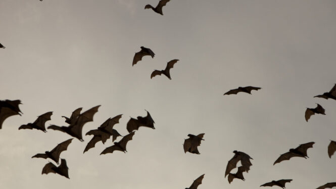 Bats use echolocation to make mental maps for navigation