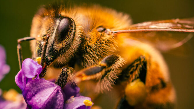 Bees reportedly stopped Meta from building a nuclear-powered AI data center