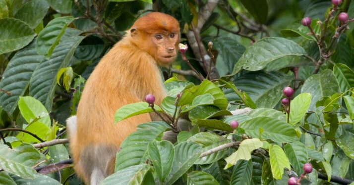 Great Apes and Tiny Bears: Chasing Wild Thrills in Borneo