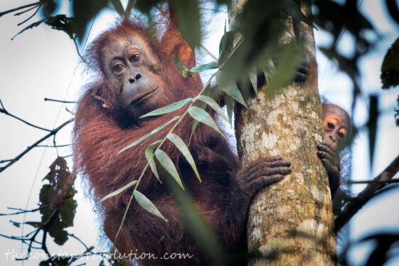 Great Apes and Tiny Bears: Chasing Wild Thrills in Borneo