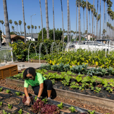 Growing Food Instead of Lawns in California Front Yards