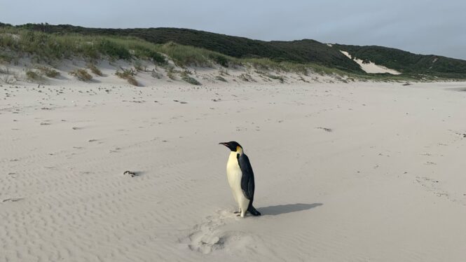 After a 2,000-Mile Trip, a Penguin Finds Itself on an Australian Beach