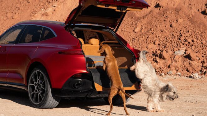 Model Y Is Getting a Mutt Makeover, Joining the List of Cars Designed for—and by—Dogs