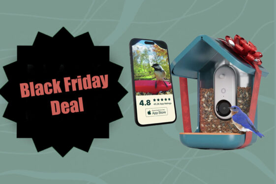 Spy on the birds in your yard with a discounted Bird Buddy feeder for Black Friday