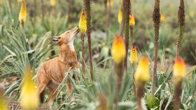 Wolves Like a Little Nectar Treat and May Pollinate Flowers in the Process