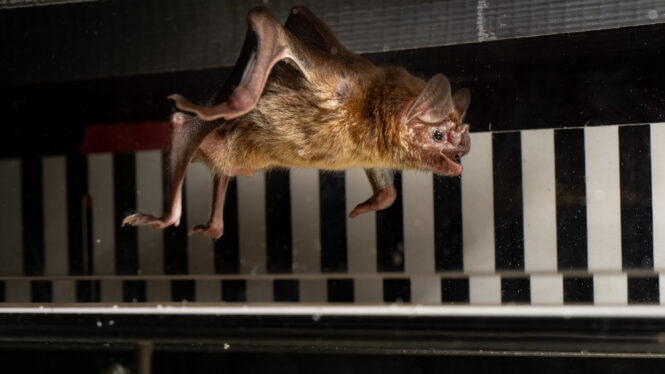 You May Not Be Able to Outrun a Vampire Bat