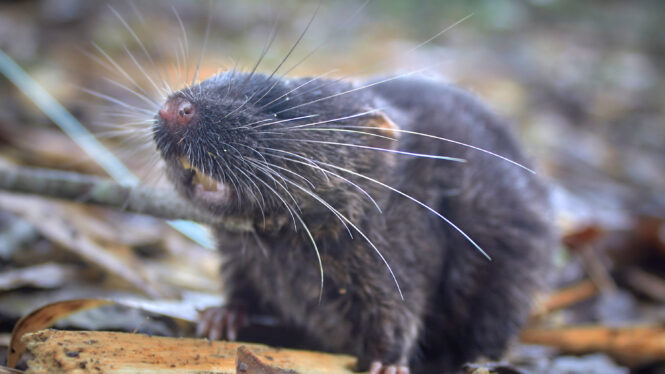 A Mouse That Swims and Dozens More Species Are Discovered in a Peruvian Jungle