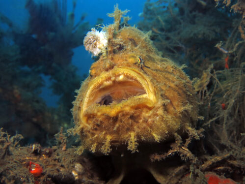 Frogfish reveals how it evolved the “fishing rod” on its head