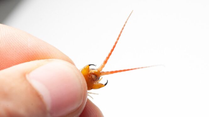 Giant Redheaded Centipedes Are Venom Mixologists