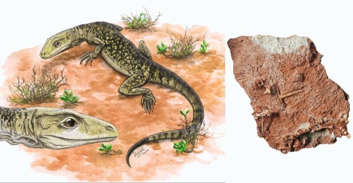 Lizards and snakes are 35 million years older than we thought