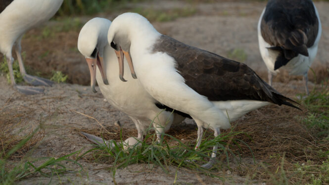 Motherhood at 74: World’s Oldest Known Wild Bird Lays Egg