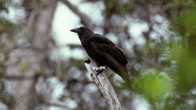 Researchers Release Hawaiian Crows Back Into the Wild