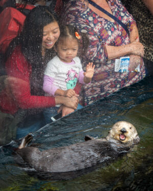 Rosa, the Orphaned Sea Otter Who Became a Foster Mom to 15 Pups