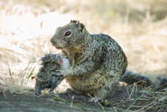 These squirrels are cold-blooded vole killers