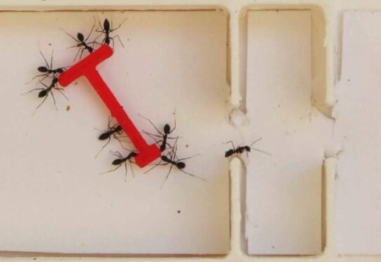 Ants vs. humans: Solving the piano-mover puzzle