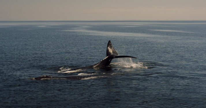 Biden Administration Withdraws Proposal to Expand Protections for Rare Whales