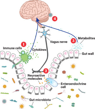 Could Humans Have a Brain Microbiome?